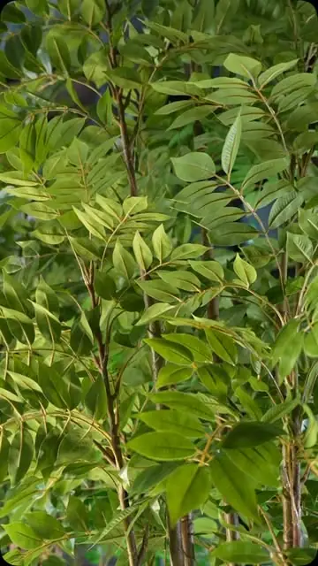 منشور من حساب البيت الأخضر على إنستغرام